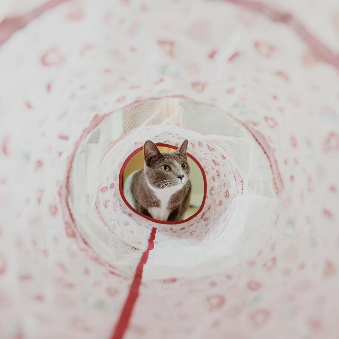 cat looking into tunnel