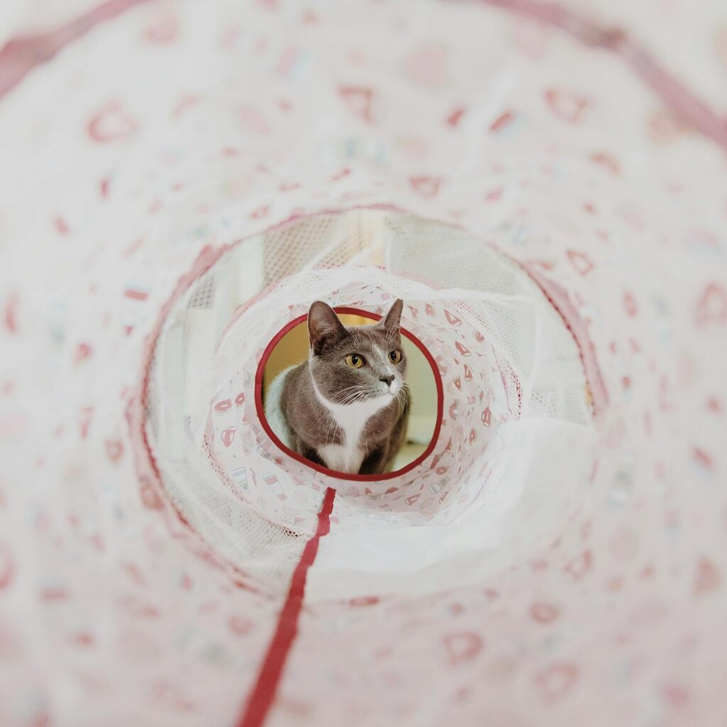cat looking into tunnel