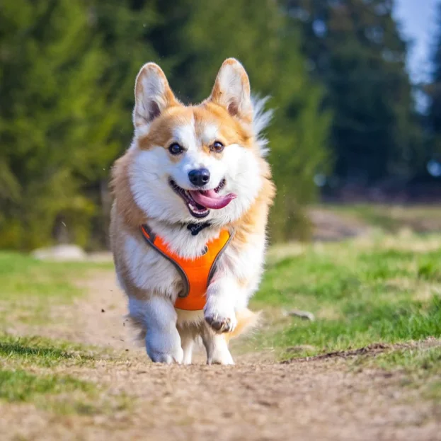 corgi wearing bright orange harness running through park