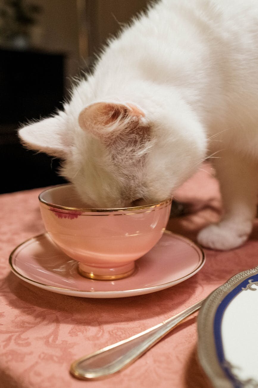cat with head in teacup