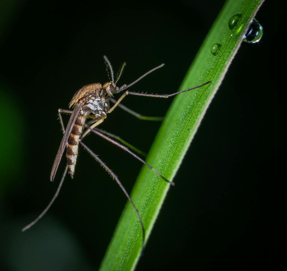 close up of mosquito on plant stalk