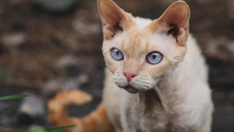 devon rex outdoors