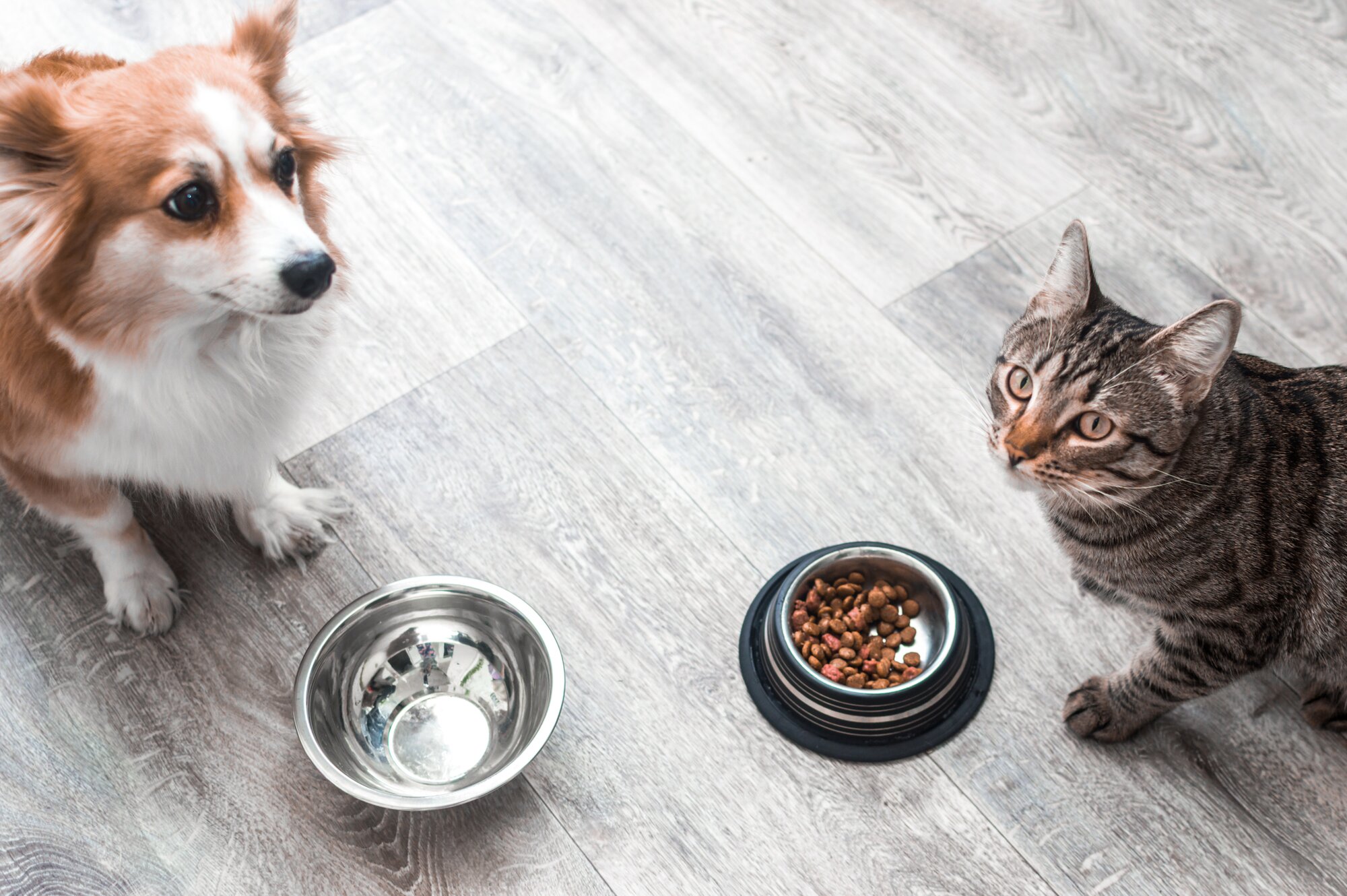 dog and cat sitting in front of food bowls
