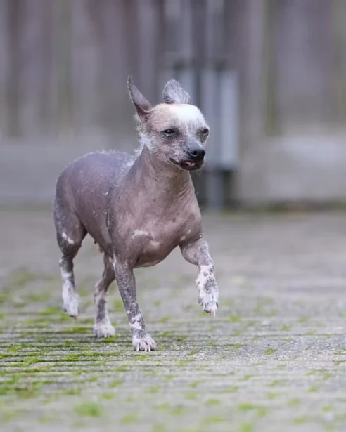 Xoloitzcuintli running along path