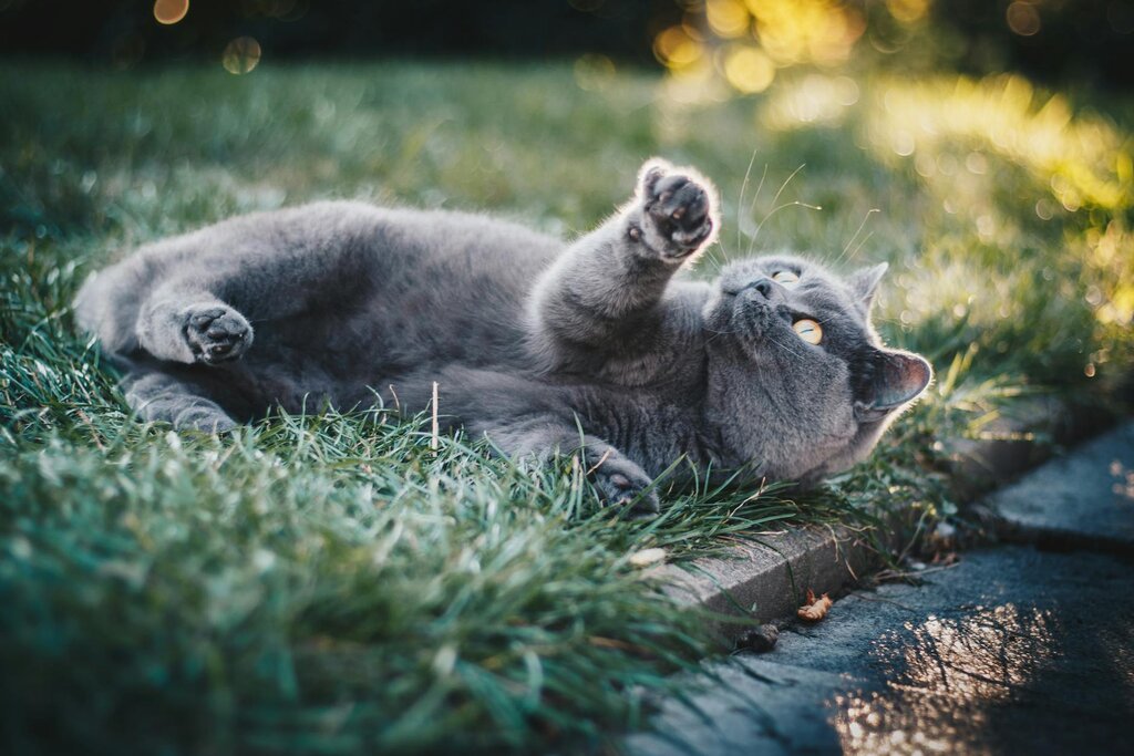 cat lying in the grass 