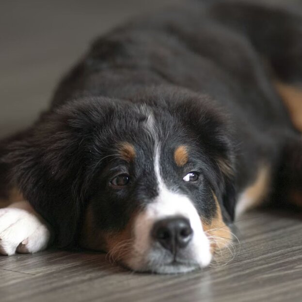 Bernese Mountain Dog puppy lying on floor