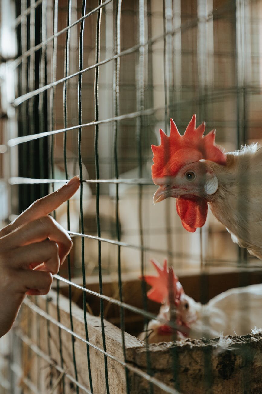 human reaching finger out to chicken in coop