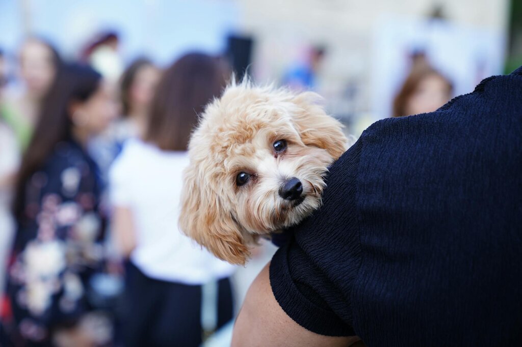 puppy being held by owner with people in background