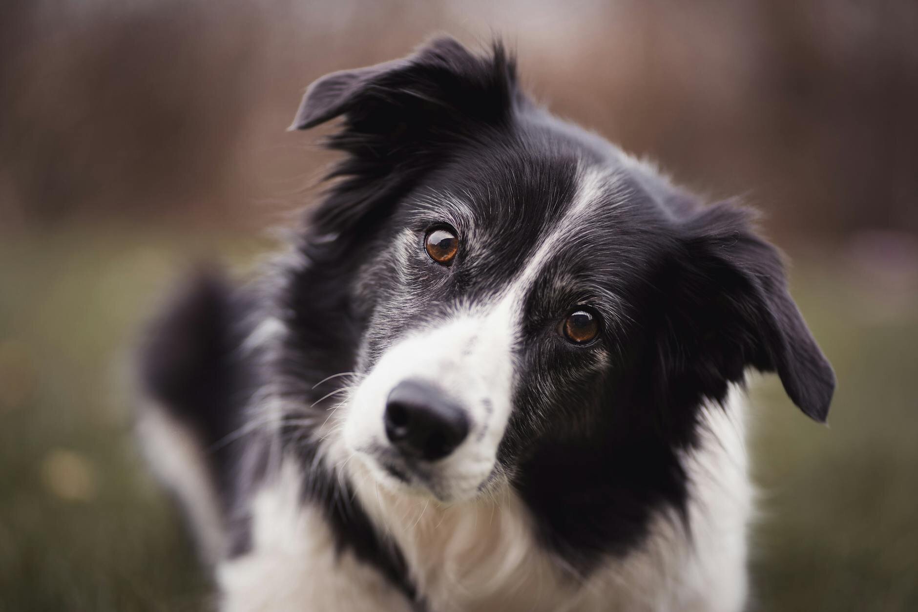 border collie looking at camera and cocking head