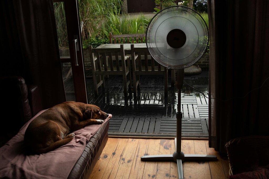 dog laying on bed next to fan