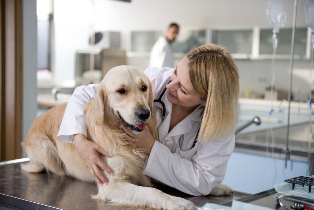 golden retriever dog being cuddles by vet