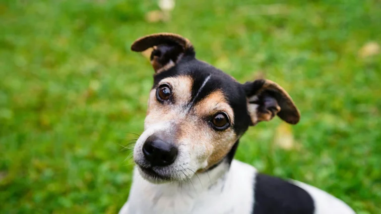 black, tan and white jack russell terrier