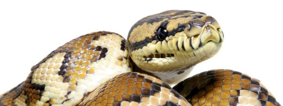 carpet diamond python