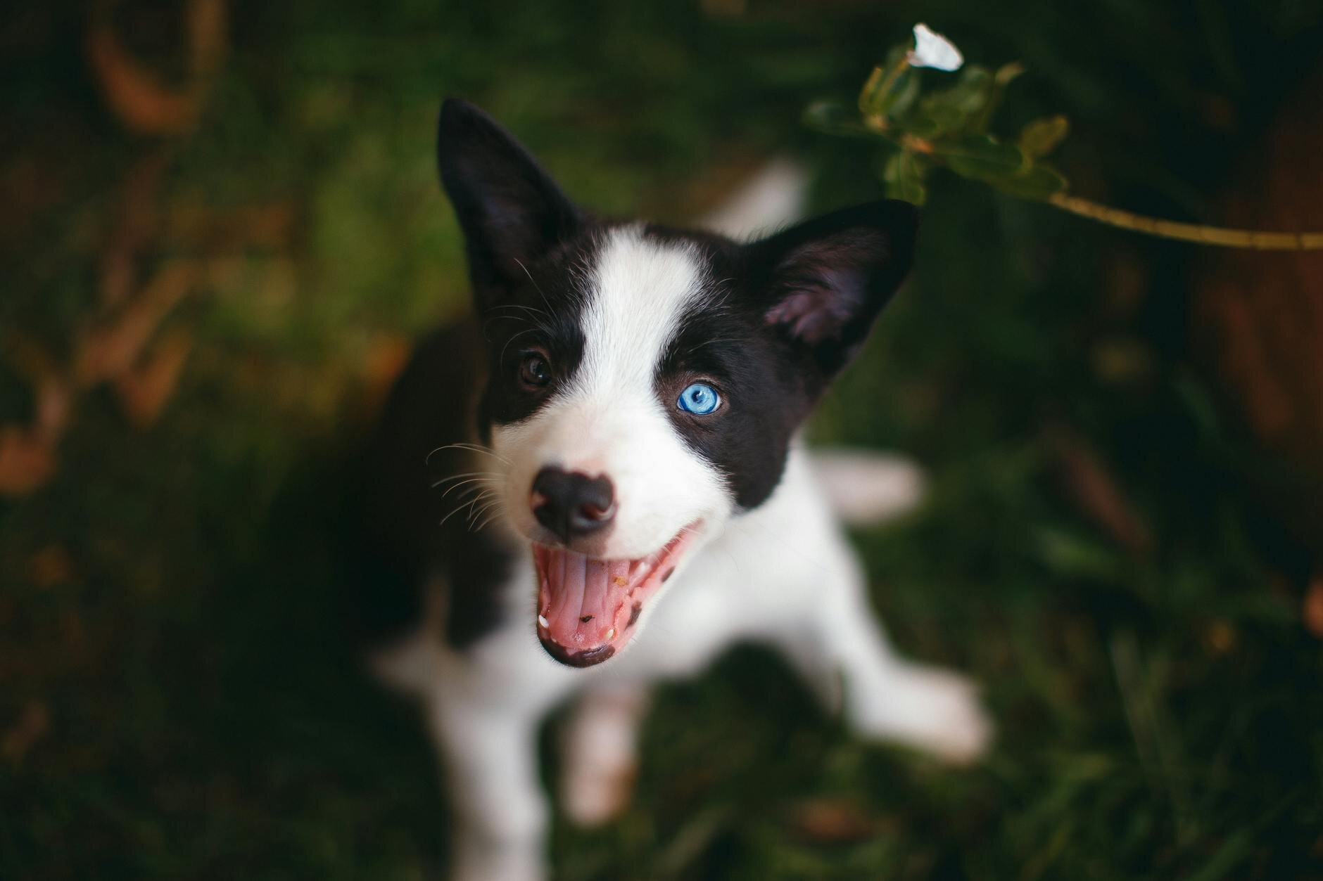 puppy with mouth open, looking up at camera