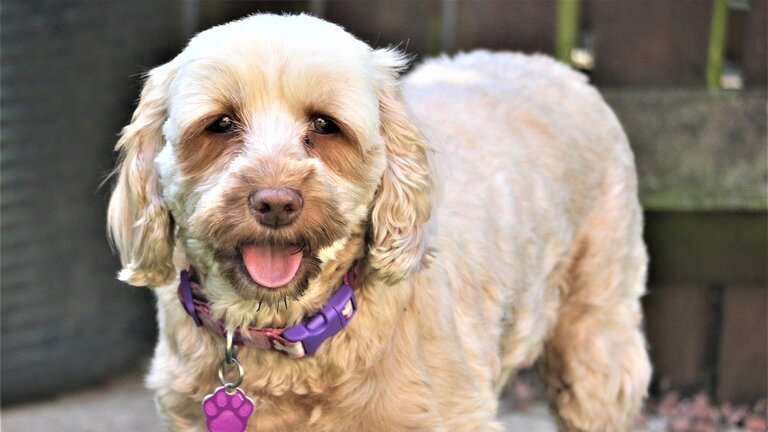 cream spoodle wearing purple collar and tag