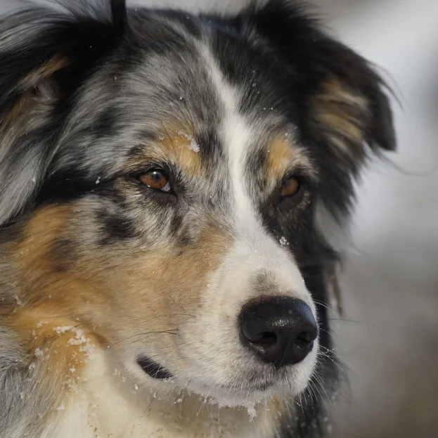 australian-shepherd-health