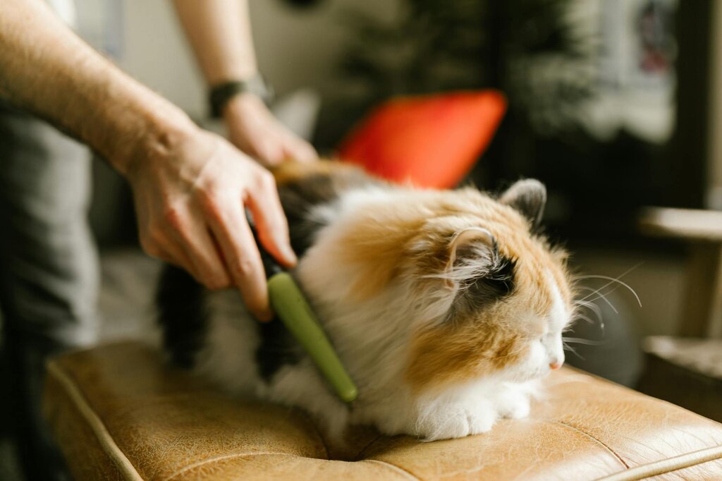 person grooming long haired tabby cat with green comb