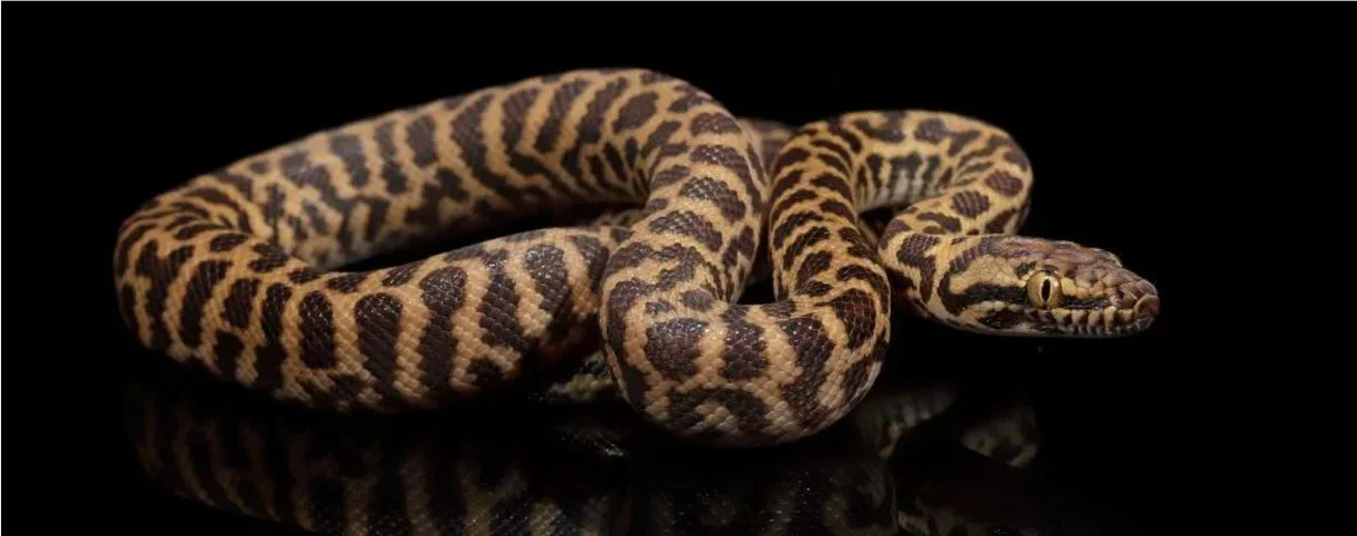 childrens python