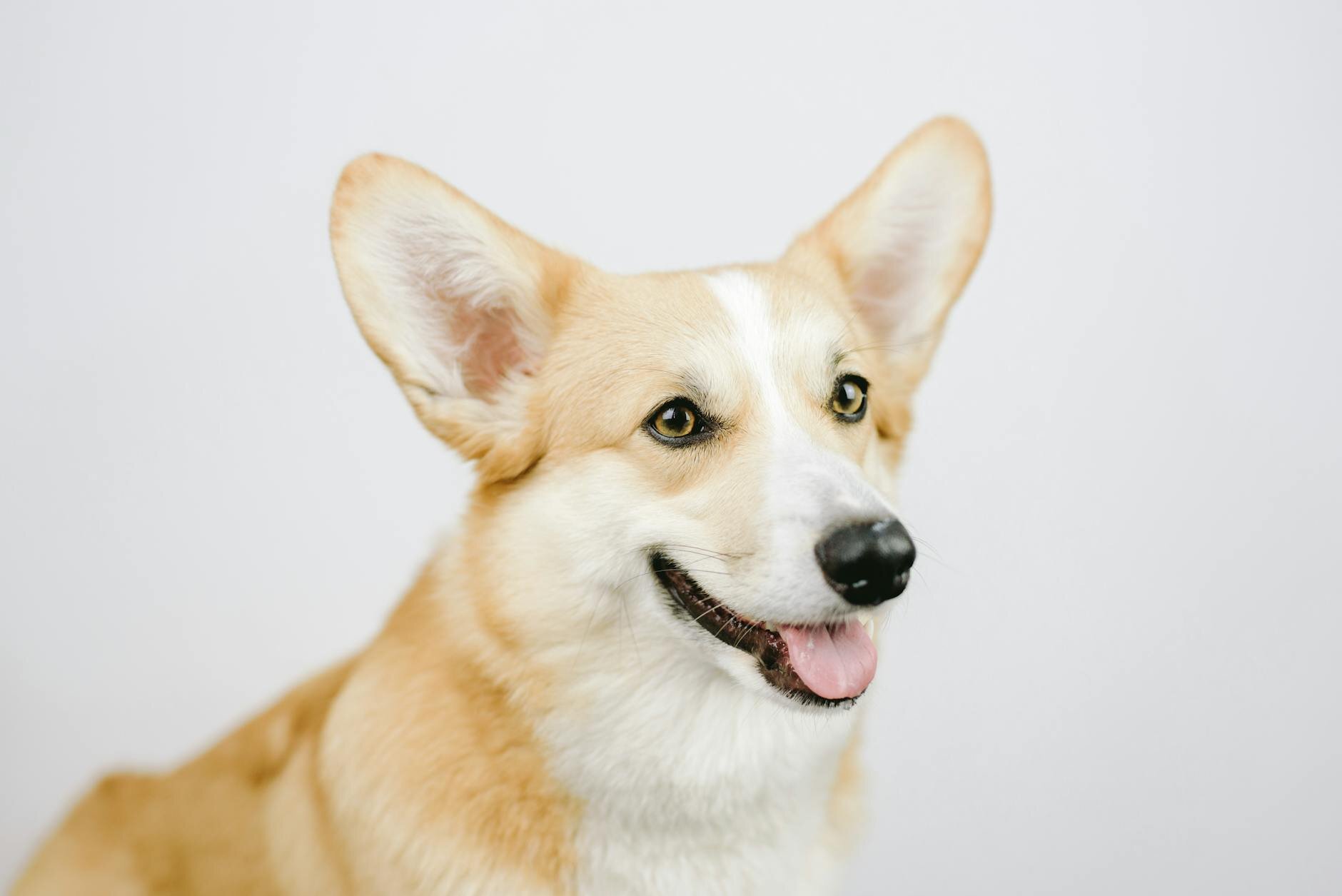 close up of a corgi dog