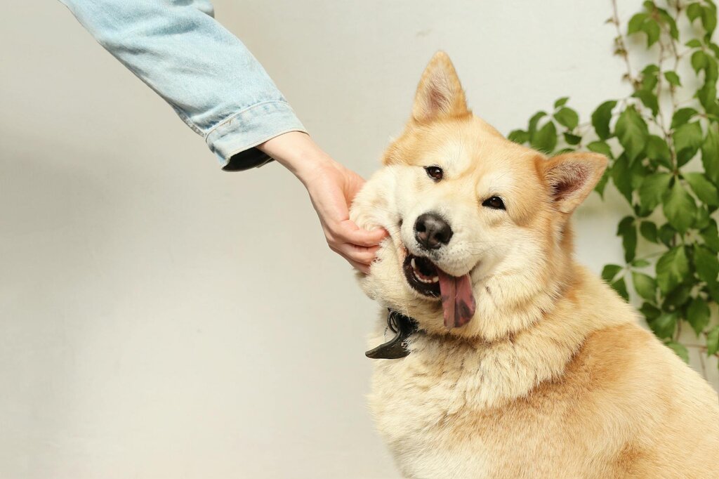 dog being patted by owner