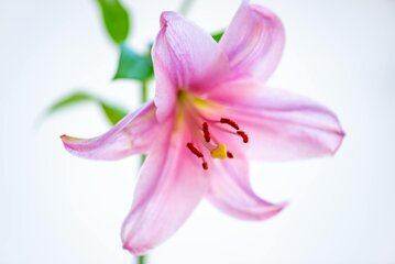 pink lily flower 