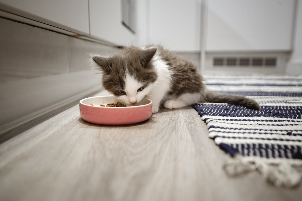 kitten eating from ceramic bowl in a kitchen