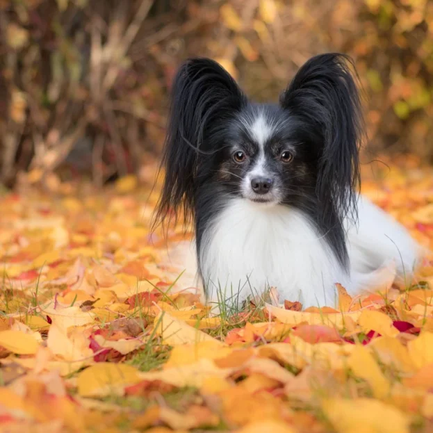 Papillon sitting in autumn leaves