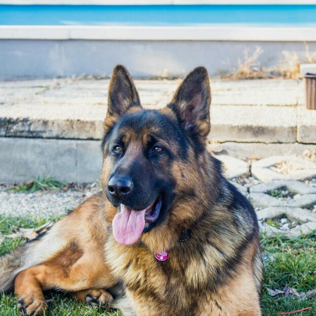german shepherd lying on grass panting