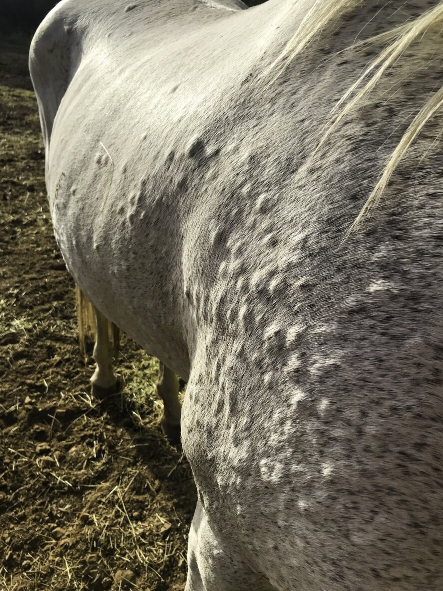 horse with insect bites