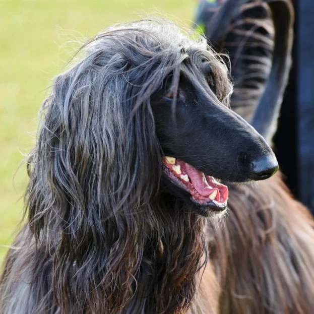afghan hound panting outdoors