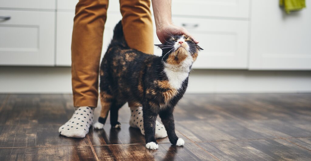 owner patting tabby cat 