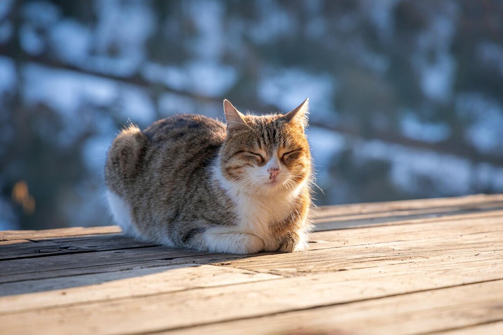 cat resting in sunshine outdoors