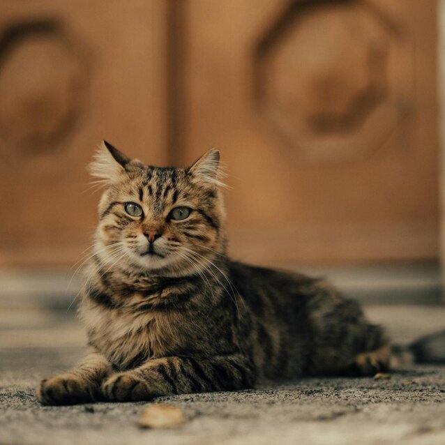 maine coon cat lying on floor