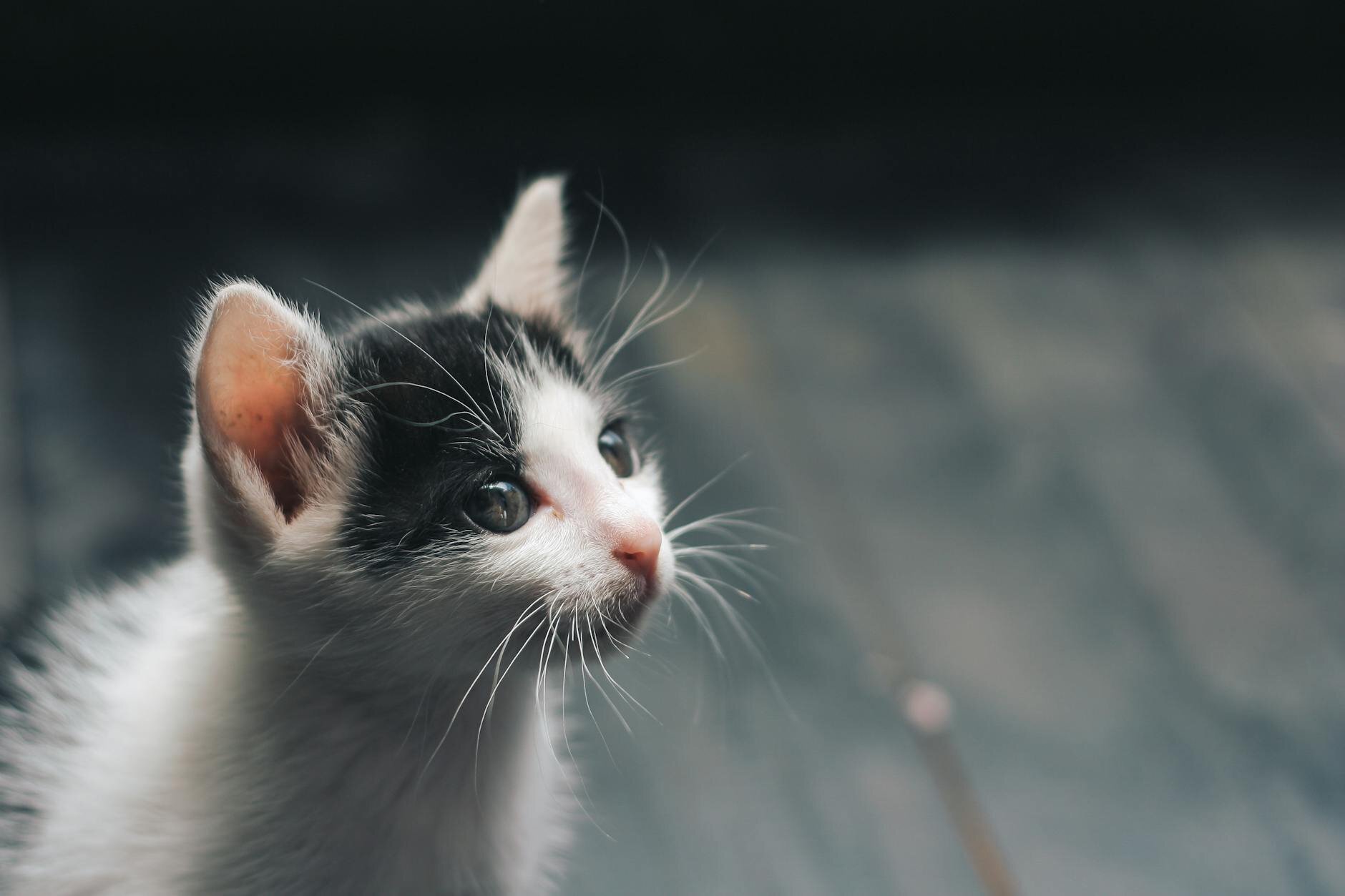 black and white kitten looking off to the side of camera