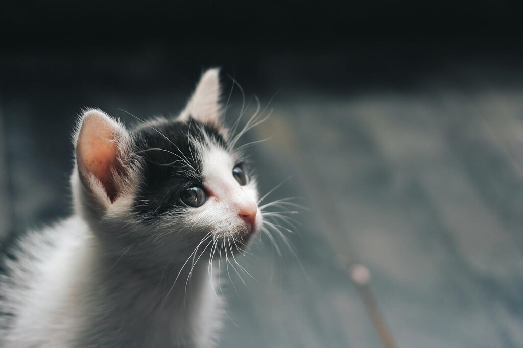 black and white kitten looking off to the side of camera