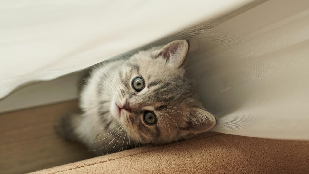 kitten hiding between couch and curtain