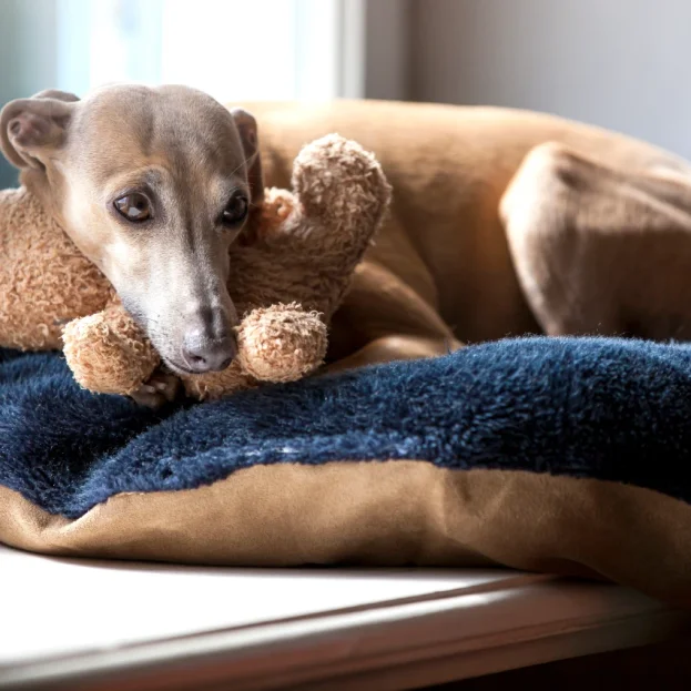 italian greyhound snuggling with soft toy on bed