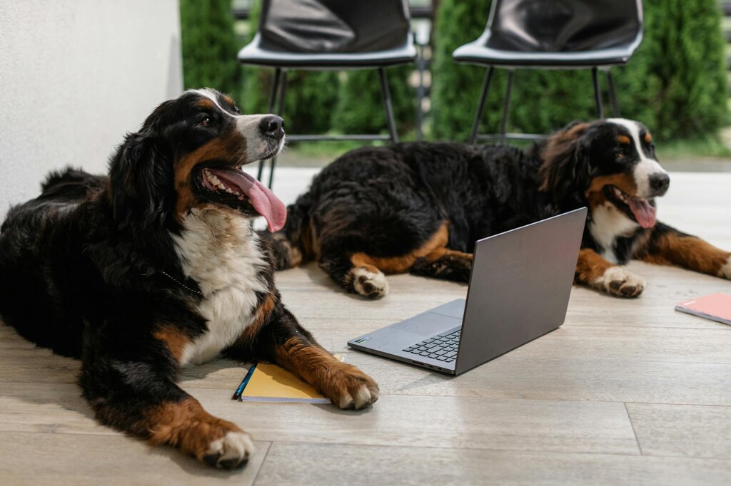 2 bernese mountain dogs lying with laptop