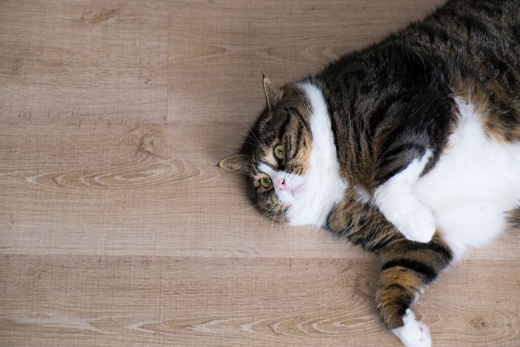 obese cat lying on floorboards