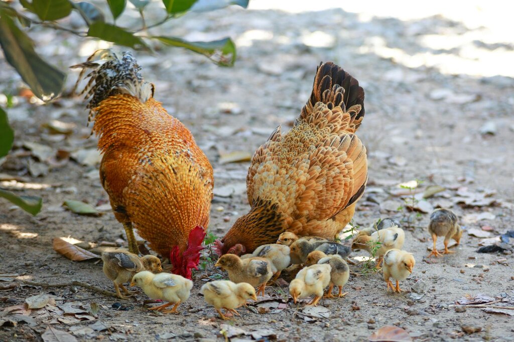 adult chickens and chicks pecking on ground