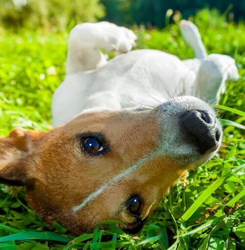 dog rolling on back on grass