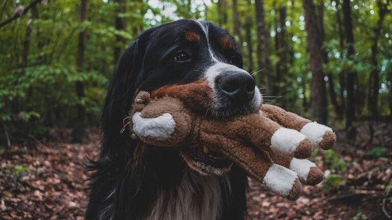 Bernese Mountain Dog holding soft toy in mouth