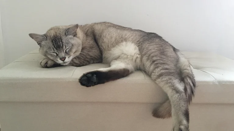 burmilla asleep on leather footstool