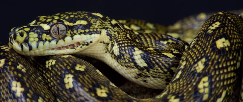 diamond python