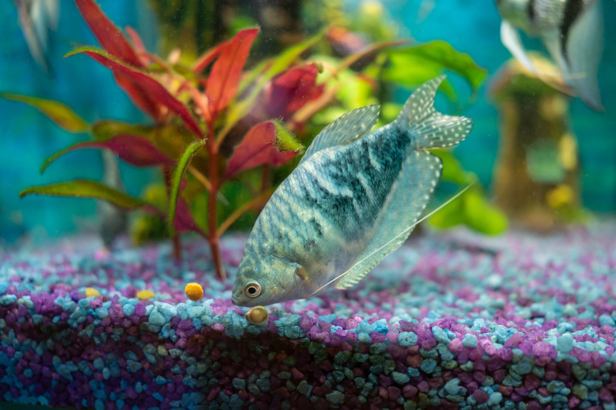 fish eating pellets
