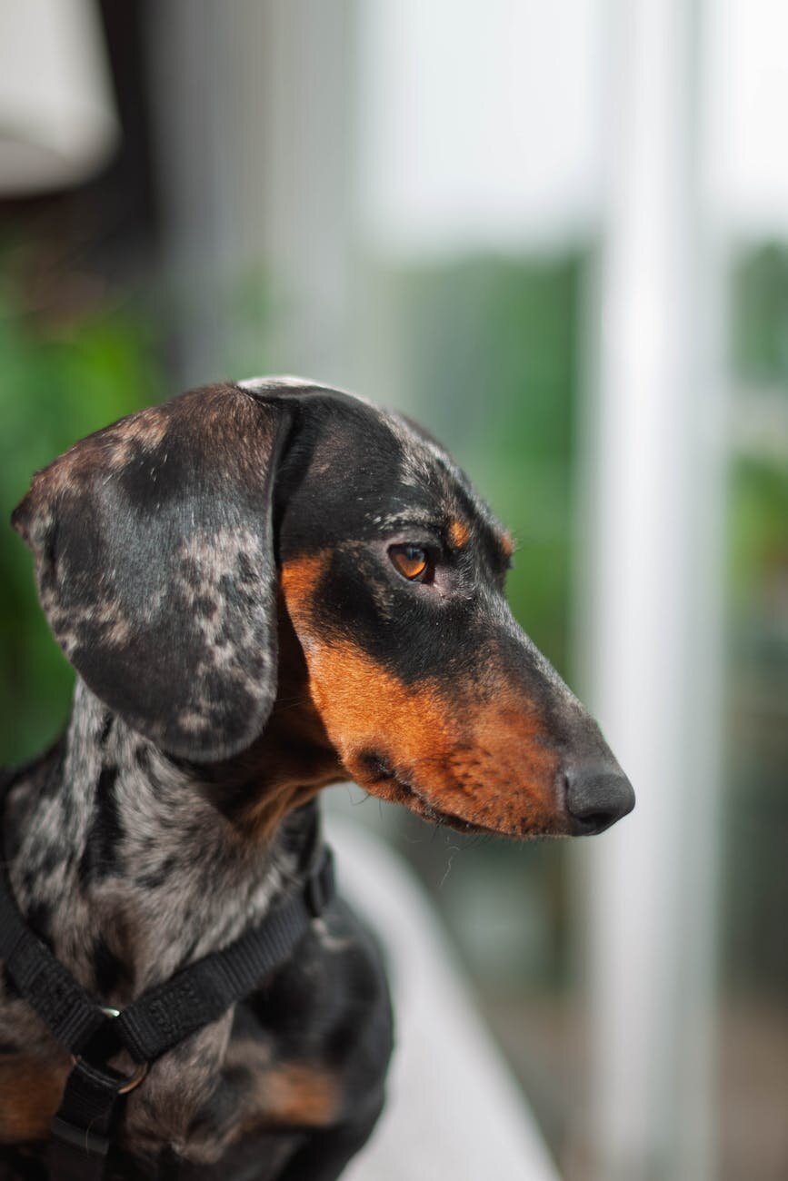 dachshund 