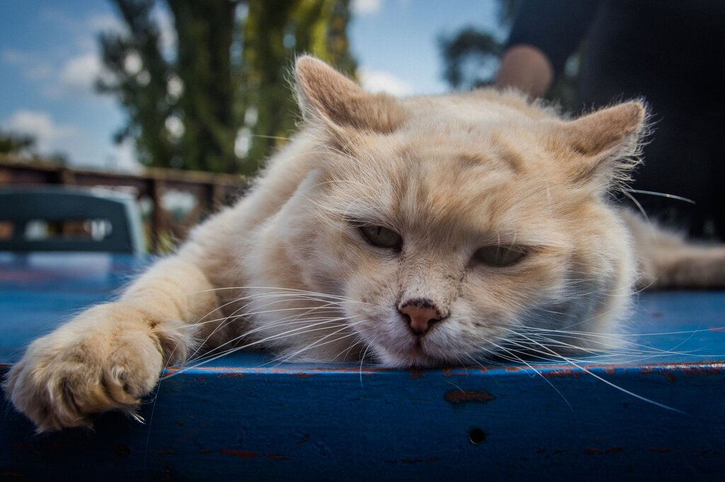 cat resting on outdoor table