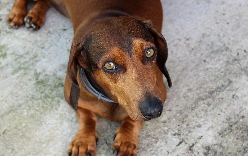 dachshund looking worried