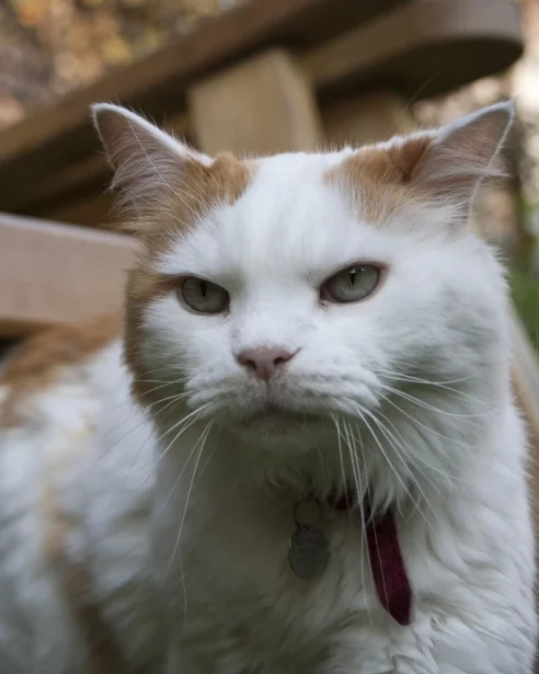 close up of turkish van cat