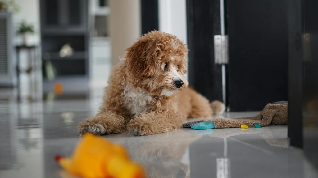 puppy laying on floor